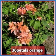 ۩ ✷    Bougainvillea Small Rooted