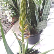 Bunga LIDAH BUAYA LANGKA