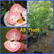 Bibit sirsak madu merah okulasi jumbo siap buah