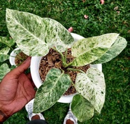 Tanaman Hias Philodendron Giganteum Variegata/ Philodendron Marbel Variegata