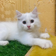 Kucing persian mix mainecoon jantan kitten telinga antena white