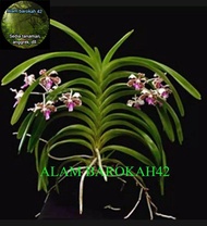 Anggrek Vanda tri color dewasa siap berbunga
