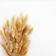 Bunga Lagurus/Bunga Bulu Tebu/Dried Flower/Lagurus Dried Flower