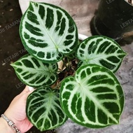 tanaman hias anthurium dorayaki silver pohon kuping gajah dorayaki