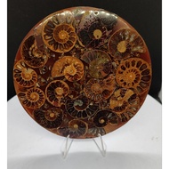 Natural Ammonite Fossil Plate NO STAND