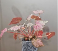 紅銀葉秋海棠(帶花)🌺