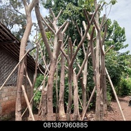 pohon trembesi besar/kecil