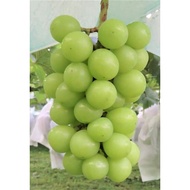 3 CUTTING ANGGUR SHINE MUSCAT. Best grape in the world