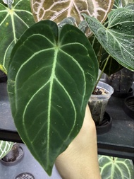 Anthurium regale 帝王花燭