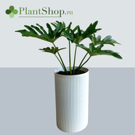 Philodendron Selloum / Sahod Yaman Plant 35 - 50cm   Plastic Pot and Garden Soil ( Indoor Plant ) - Real and Plants  50 seeds (not live plants)