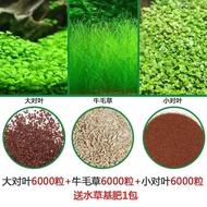 QM🍓Four Seasons Quick Water Grass Seed Ecological Fish Tank Fish Tank Lawn Landscape Size to Leaf Cow Hair Grass Seeds P