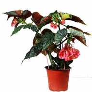 Bamboo Begonia Flower Potted Plant Big Leaf Spots Four Seasons Balcony Foliage Begonia Wood Green Pl