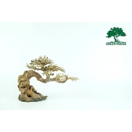 Stone bonsai Driftwood, Driftwood Decoration Aquarium, Aquarium (BSR / 40)