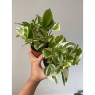 Njoy Pothos *live plant* (in plastic pot)