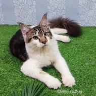Mainecoon Pure Browntabby n white, Ped CFA Maine Coon - Jantan