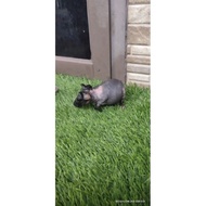 Marmut/Guinea Pig Skinny Hitam