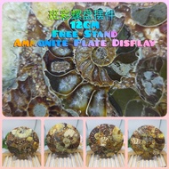 Ammonite Display Plate/120mmx8mm/Item With Stand/送支架/斑彩螺盘摆件