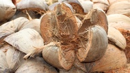 Coconut Husk / Bunot - 2 pcs.