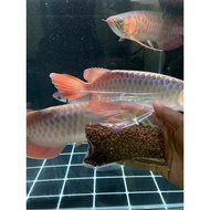 Repack Gorgeous 24K Crossback Sticks pellet ikan arowana