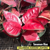|FLASHSHOW| Tanaman hias aglonema suksom jaipong - Aglonema Suksom