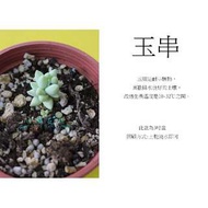 心栽花坊-玉串(玉綴)(3吋)(多肉植物)售價50特價40