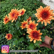 TANAMAN HIDUP BUNGA KRISAN ASTER BUNGA BESAR ( BISA PILIH WARNA ) READY BERBAGAI JENIS TANAMAN HIAS