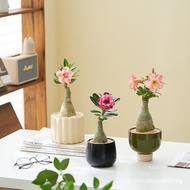 Sg Desert Rose Potted Indoor Balcony Desk Desktop Fun Green Plant Flowering Plant Old Pile Seedling 