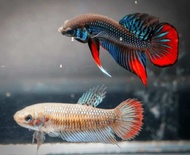 READY STOCK WILD BETTA IMBELLIS MAHACHAI SMARAGDINA HYBRID MALE FEMALE IKAN LAGA η°θ΄§ ζι±Ό ζζΆι±Ό ιε
½ζι±Ό ιζ