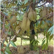 Pokok Durian Monthong@Bantal Mas