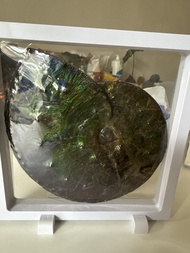 琥珀色鸚鵡螺化石