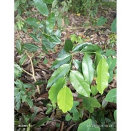 ANAK POKOK GAHARU malacensis