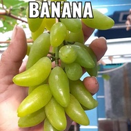 Bibit anggur jenis Banana