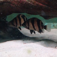 Indo Tiger Datz Borneo 3Bar Clean