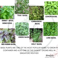 Basil Seeds Sweet /Thai Basil/Cinnamon Basil/Lemon Basil/Red Rubin Basil/Greek Basil/Holy Tulsi Basi