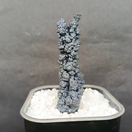 Silver Pillar Leklai 银色柱子力泥 Leklai Goethite 100% Natural Leklai