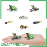 [Sharprepublic2] Life Cycle of Frog Toys Teaching Aids Realistic Animal Growth Cycle Figures