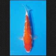 Ikan Koi Ginrin Kohaku Import Jepang Sertifikat Shinoda Code 60