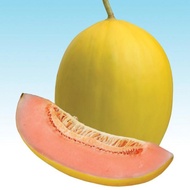Biji Benih Bibit BUah Melon Orange Meta F1
