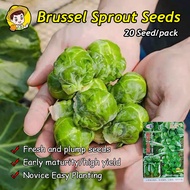 20pcs Brussel Sprout Seeds for Planting Vegetables Plants Organic Brussels Sprouts Vegetables Seeds