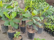 native talisay seedlings