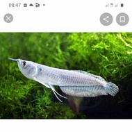 ikan hias arwana brazil silver 10 11 cm