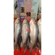 Ikan Terubok Masin Import Burma saiz XS