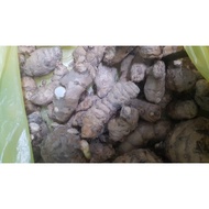 Kunyit Hitam Ubi muda 100g Young Rhizome from India  KARUMANJAL