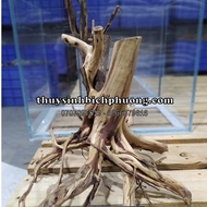 Driftwood In Hai Son Quy Headquarters - Aquatic Aquarium SETUP