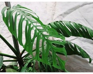 Monstera Esqueleto พลูฉลุยักษ์ 