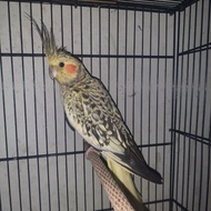 burung falk betina dewasa