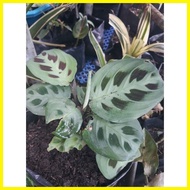 ◰ ✓ ◰ Rabbit Foot Calathea Calathea