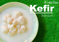 Kefir grain l คีเฟอร์ เกรน 10 กรัม