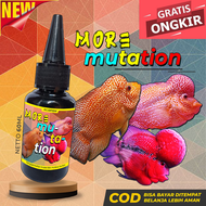 Vitamin Ikan Louhan Obat Mutasi Louhan Cencu Kamfa Golden Base SRD Red Monkey Bonsai Ori Thailand