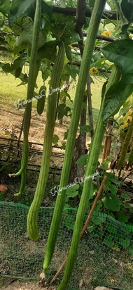 เมล็ดบวบหอมยาว (Long Luffa seed) 20บาท บรรจุ9เมล็ด